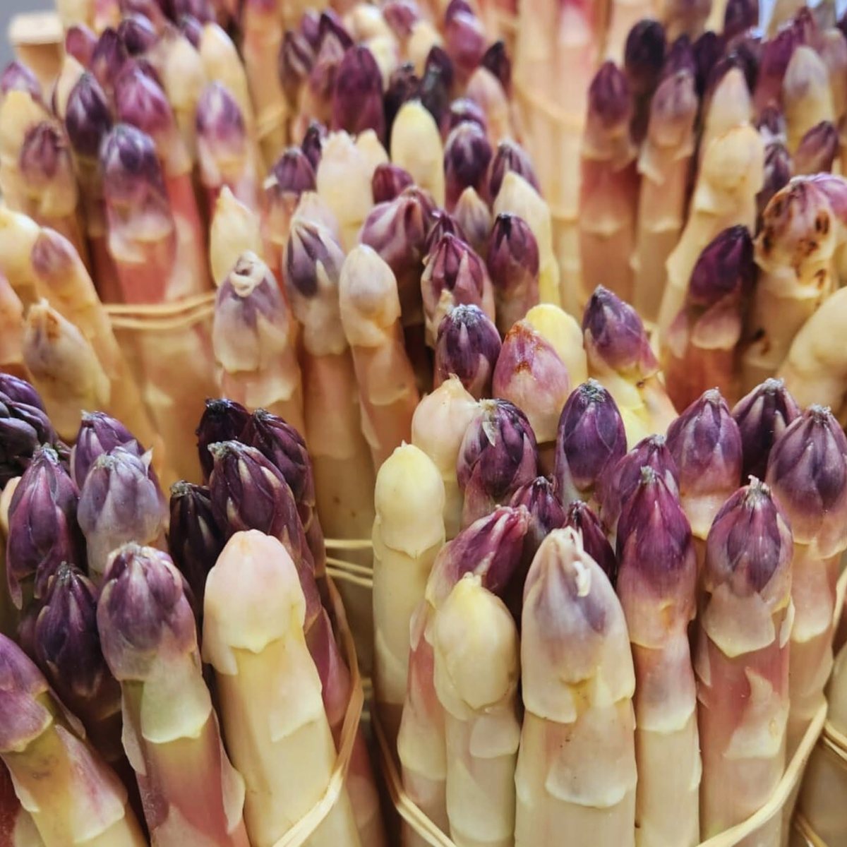 Endives de la ferme